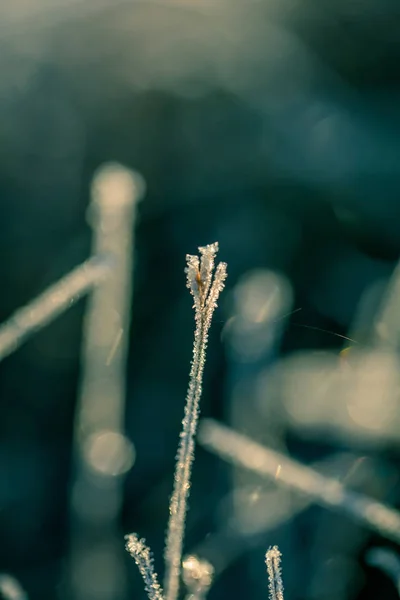 湿地 frozem 菅草の美しいクローズ アップ。朝の秋の光の氷のような草。ラトビアの寒い朝の沼風景. — ストック写真