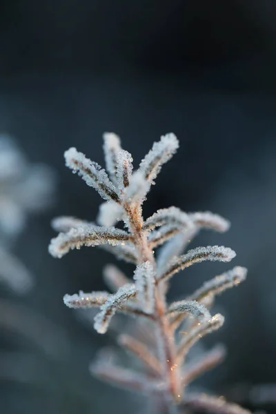 Ein wunderschöner gefrorener Sumpflabrador in einem frostigen Morgendsumpf. Herbstliche Landschaft von Feuchtgebieten. geringe Schärfentiefe. — Stockfoto