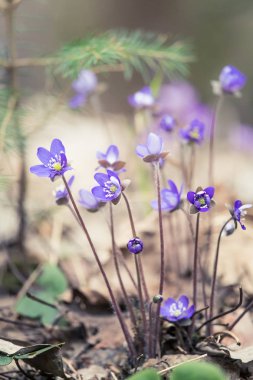Baharda güzel kırılgan liverleaf çiçekler. Ormanda bahar çiçekleri. Serin film bakmak, düşük doygunluk. Mobil kullanıma hazır dikey görüntü.
