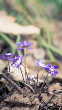 Baharda güzel kırılgan liverleaf çiçekler. Ormanda bahar çiçekleri. Serin film bakmak, düşük doygunluk. Mobil kullanıma hazır dikey görüntü.
