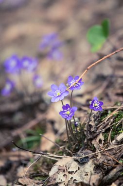 Baharda güzel kırılgan liverleaf çiçekler. Ormanda bahar çiçekleri. Serin film bakmak, düşük doygunluk. Mobil kullanıma hazır dikey görüntü.