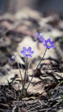 Baharda güzel kırılgan liverleaf çiçekler. Ormanda bahar çiçekleri. Serin film bakmak, düşük doygunluk. Mobil kullanıma hazır dikey görüntü.