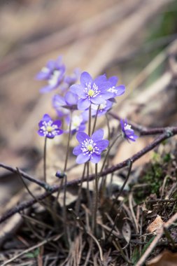 Baharda güzel kırılgan liverleaf çiçekler. Ormanda bahar çiçekleri. Serin film bakmak, düşük doygunluk. Mobil kullanıma hazır dikey görüntü.
