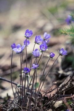 Baharda güzel kırılgan liverleaf çiçekler. Ormanda bahar çiçekleri. Serin film bakmak, düşük doygunluk. Mobil kullanıma hazır dikey görüntü.