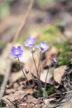 Baharda güzel kırılgan liverleaf çiçekler. Ormanda bahar çiçekleri. Serin film bakmak, düşük doygunluk. Mobil kullanıma hazır dikey görüntü.