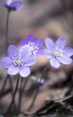 Baharda güzel kırılgan liverleaf çiçekler. Ormanda bahar çiçekleri. Serin film bakmak, düşük doygunluk. Mobil kullanıma hazır dikey görüntü.