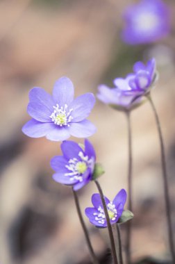 Baharda güzel kırılgan liverleaf çiçekler. Ormanda bahar çiçekleri. Serin film bakmak, düşük doygunluk. Mobil kullanıma hazır dikey görüntü.