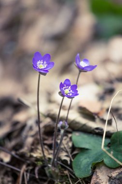 Baharda güzel kırılgan liverleaf çiçekler. Ormanda bahar çiçekleri. Serin film bakmak, düşük doygunluk. Mobil kullanıma hazır dikey görüntü.