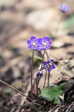 Baharda güzel kırılgan liverleaf çiçekler. Ormanda bahar çiçekleri. Serin film bakmak, düşük doygunluk. Mobil kullanıma hazır dikey görüntü.