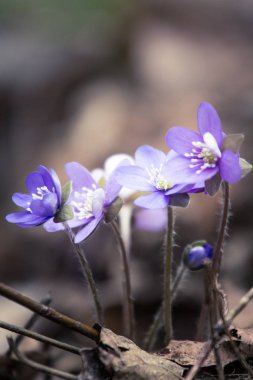 Baharda güzel kırılgan liverleaf çiçekler. Ormanda bahar çiçekleri. Serin film bakmak, düşük doygunluk. Mobil kullanıma hazır dikey görüntü.