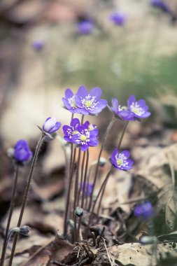 Baharda güzel kırılgan liverleaf çiçekler. Ormanda bahar çiçekleri. Serin film bakmak, düşük doygunluk. Mobil kullanıma hazır dikey görüntü.
