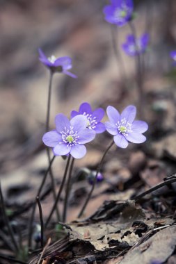 Baharda güzel kırılgan liverleaf çiçekler. Ormanda bahar çiçekleri. Serin film bakmak, düşük doygunluk. Mobil kullanıma hazır dikey görüntü.