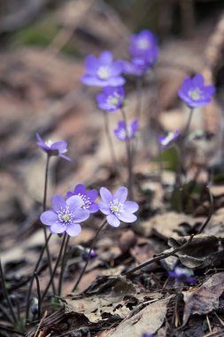 Baharda güzel kırılgan liverleaf çiçekler. Ormanda bahar çiçekleri. Serin film bakmak, düşük doygunluk. Mobil kullanıma hazır dikey görüntü.