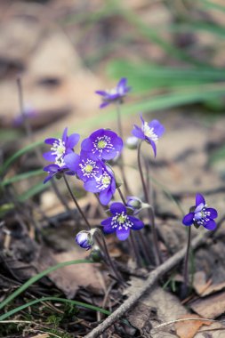 Baharda güzel kırılgan liverleaf çiçekler. Ormanda bahar çiçekleri. Serin film bakmak, düşük doygunluk. Mobil kullanıma hazır dikey görüntü.