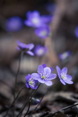 Baharda güzel kırılgan liverleaf çiçekler. Ormanda bahar çiçekleri. Serin film bakmak, düşük doygunluk. Mobil kullanıma hazır dikey görüntü.