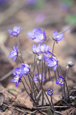 Baharda güzel kırılgan liverleaf çiçekler. Ormanda bahar çiçekleri. Serin film bakmak, düşük doygunluk. Mobil kullanıma hazır dikey görüntü.