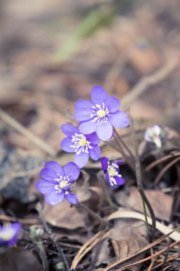 Baharda güzel kırılgan liverleaf çiçekler. Ormanda bahar çiçekleri. Serin film bakmak, düşük doygunluk. Mobil kullanıma hazır dikey görüntü.