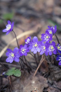 Baharda güzel kırılgan liverleaf çiçekler. Ormanda bahar çiçekleri. Serin film bakmak, düşük doygunluk. Mobil kullanıma hazır dikey görüntü.