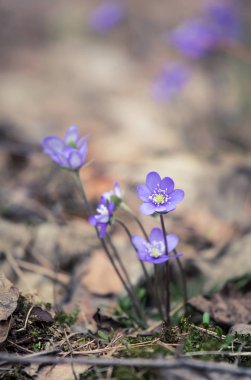 Baharda güzel kırılgan liverleaf çiçekler. Ormanda bahar çiçekleri. Serin film bakmak, düşük doygunluk. Mobil kullanıma hazır dikey görüntü.