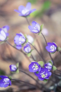 Baharda güzel kırılgan liverleaf çiçekler. Ormanda bahar çiçekleri. Serin film bakmak, düşük doygunluk. Mobil kullanıma hazır dikey görüntü.