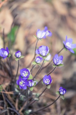 Baharda güzel kırılgan liverleaf çiçekler. Ormanda bahar çiçekleri. Serin film bakmak, düşük doygunluk. Mobil kullanıma hazır dikey görüntü.