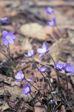 Baharda güzel kırılgan liverleaf çiçekler. Ormanda bahar çiçekleri. Serin film bakmak, düşük doygunluk. Mobil kullanıma hazır dikey görüntü.