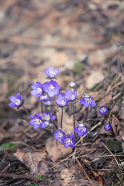 Baharda güzel kırılgan liverleaf çiçekler. Ormanda bahar çiçekleri. Serin film bakmak, düşük doygunluk. Mobil kullanıma hazır dikey görüntü.