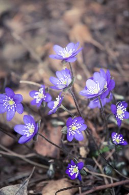 Baharda güzel kırılgan liverleaf çiçekler. Ormanda bahar çiçekleri. Serin film bakmak, düşük doygunluk. Mobil kullanıma hazır dikey görüntü.