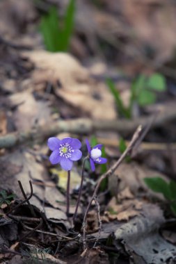 Baharda güzel kırılgan liverleaf çiçekler. Ormanda bahar çiçekleri. Serin film bakmak, düşük doygunluk. Mobil kullanıma hazır dikey görüntü.
