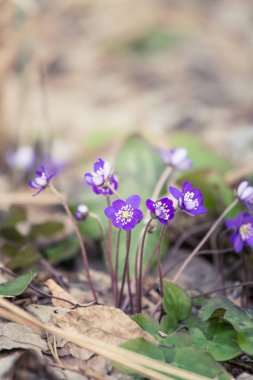 Baharda güzel kırılgan liverleaf çiçekler. Ormanda bahar çiçekleri. Serin film bakmak, düşük doygunluk. Mobil kullanıma hazır dikey görüntü.