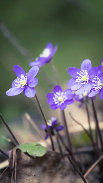 Beautiful Fragile Liverleaf Flowers Spring Spring Blossoms Forest Cool Film — Stock Photo, Image