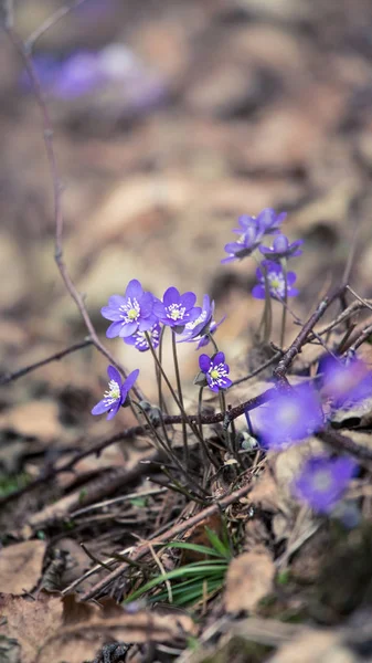 Baharda güzel kırılgan liverleaf çiçekler. Ormanda bahar çiçekleri. Serin film bakmak, düşük doygunluk. Mobil kullanıma hazır dikey görüntü.