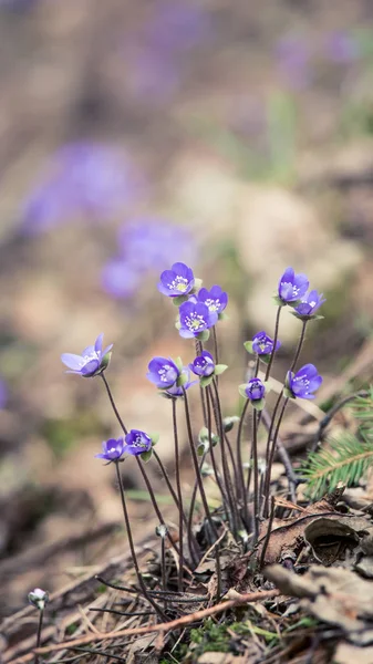 Hermosas Flores Frágiles Hojas Hígado Primavera Florece Primavera Bosque Aspecto —  Fotos de Stock