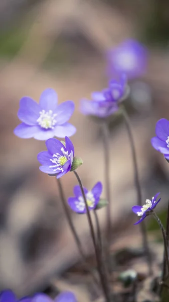 Piękne Kruche Kwiaty Liverleaf Wiosną Wiosna Kwitnie Lesie Fajny Film — Zdjęcie stockowe