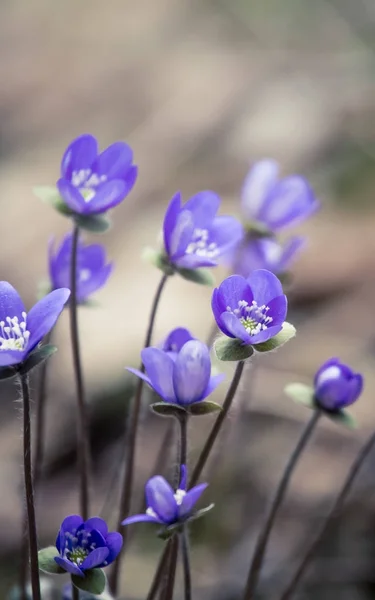 Piękne Kruche Kwiaty Liverleaf Wiosną Wiosna Kwitnie Lesie Fajny Film — Zdjęcie stockowe