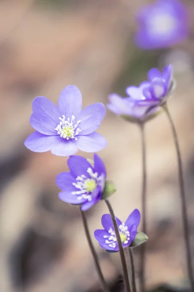 Bellissimi Fiori Fragili Foglia Fegato Primavera Fioriture Primaverili Nella Foresta — Foto Stock