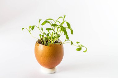 Güzel bir taze bir yumurta kabuğunda filizlenir. Minyatür Bahçe sağlıklı yiyecek. Ekolojik gıda. Beyaz bir arka plan üzerinde izole.