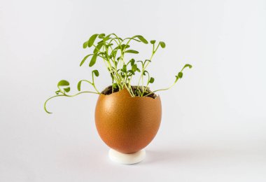 Güzel bir taze bir yumurta kabuğunda filizlenir. Minyatür Bahçe sağlıklı yiyecek. Ekolojik gıda. Beyaz bir arka plan üzerinde izole.