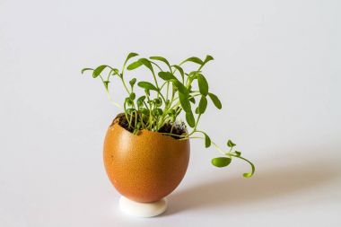 Güzel bir taze bir yumurta kabuğunda filizlenir. Minyatür Bahçe sağlıklı yiyecek. Ekolojik gıda. Beyaz bir arka plan üzerinde izole.