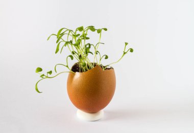 Güzel bir taze bir yumurta kabuğunda filizlenir. Minyatür Bahçe sağlıklı yiyecek. Ekolojik gıda. Beyaz bir arka plan üzerinde izole.