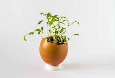 Güzel bir taze bir yumurta kabuğunda filizlenir. Minyatür Bahçe sağlıklı yiyecek. Ekolojik gıda. Beyaz bir arka plan üzerinde izole.