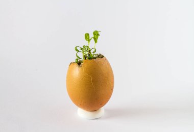 Güzel bir taze bir yumurta kabuğunda filizlenir. Minyatür Bahçe sağlıklı yiyecek. Ekolojik gıda. Beyaz bir arka plan üzerinde izole.