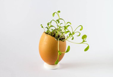 Güzel bir taze bir yumurta kabuğunda filizlenir. Minyatür Bahçe sağlıklı yiyecek. Ekolojik gıda. Beyaz bir arka plan üzerinde izole.