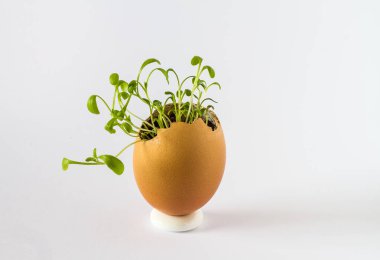 Güzel bir taze bir yumurta kabuğunda filizlenir. Minyatür Bahçe sağlıklı yiyecek. Ekolojik gıda. Beyaz bir arka plan üzerinde izole.