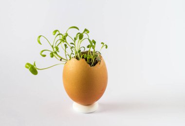 Güzel bir taze bir yumurta kabuğunda filizlenir. Minyatür Bahçe sağlıklı yiyecek. Ekolojik gıda. Beyaz bir arka plan üzerinde izole.