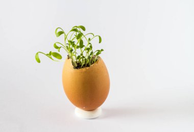 Güzel bir taze bir yumurta kabuğunda filizlenir. Minyatür Bahçe sağlıklı yiyecek. Ekolojik gıda. Beyaz bir arka plan üzerinde izole.