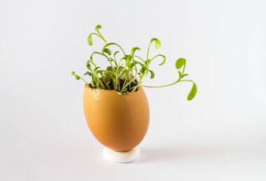 Güzel bir taze bir yumurta kabuğunda filizlenir. Minyatür Bahçe sağlıklı yiyecek. Ekolojik gıda. Beyaz bir arka plan üzerinde izole.