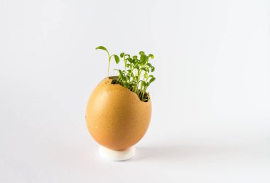 Güzel bir taze bir yumurta kabuğunda filizlenir. Minyatür Bahçe sağlıklı yiyecek. Ekolojik gıda. Beyaz bir arka plan üzerinde izole.