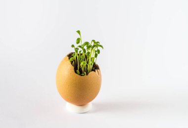 Güzel bir taze bir yumurta kabuğunda filizlenir. Minyatür Bahçe sağlıklı yiyecek. Ekolojik gıda. Beyaz bir arka plan üzerinde izole.