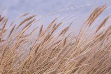 Deniz kenarındaki güzel kurutulmuş çim rüzgarda. Doğal desen.